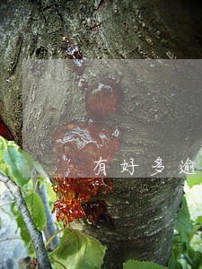 有好多逾期 还可以贷款的 有好多逾期 还可以贷款的